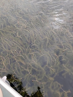 Eurasian milfoil